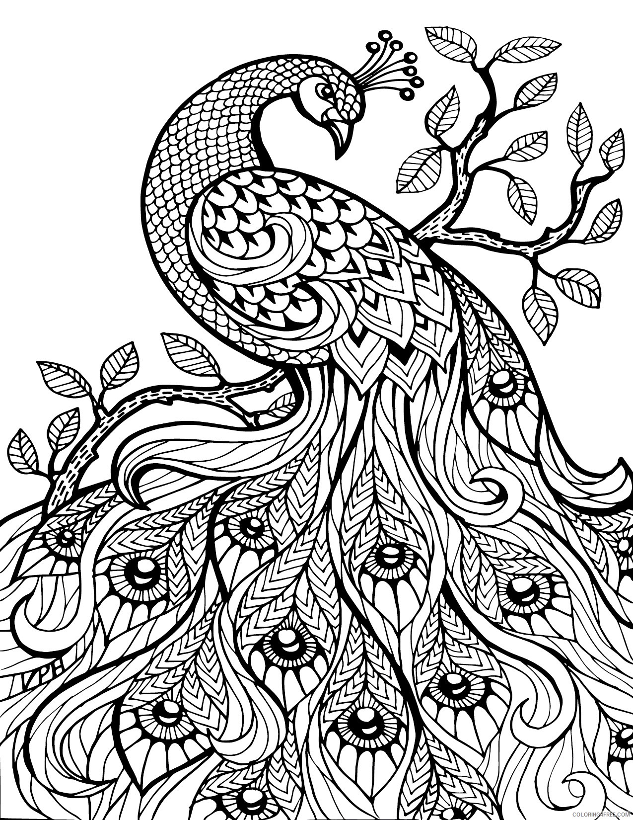adult coloring pages peacock Coloring4free