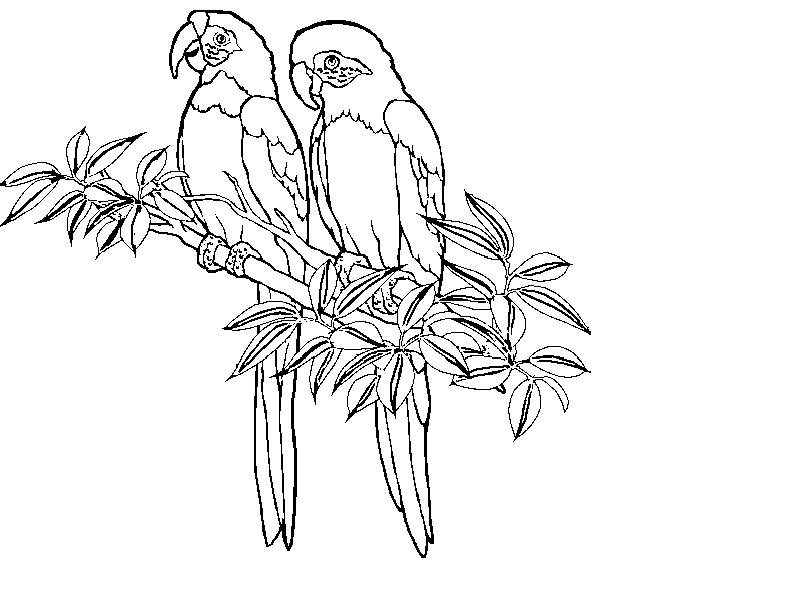 amazon rainforest coloring pages birds Coloring4free