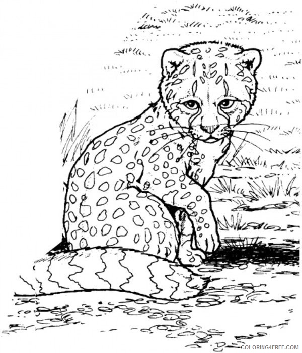 baby cheetah coloring pages Coloring4free