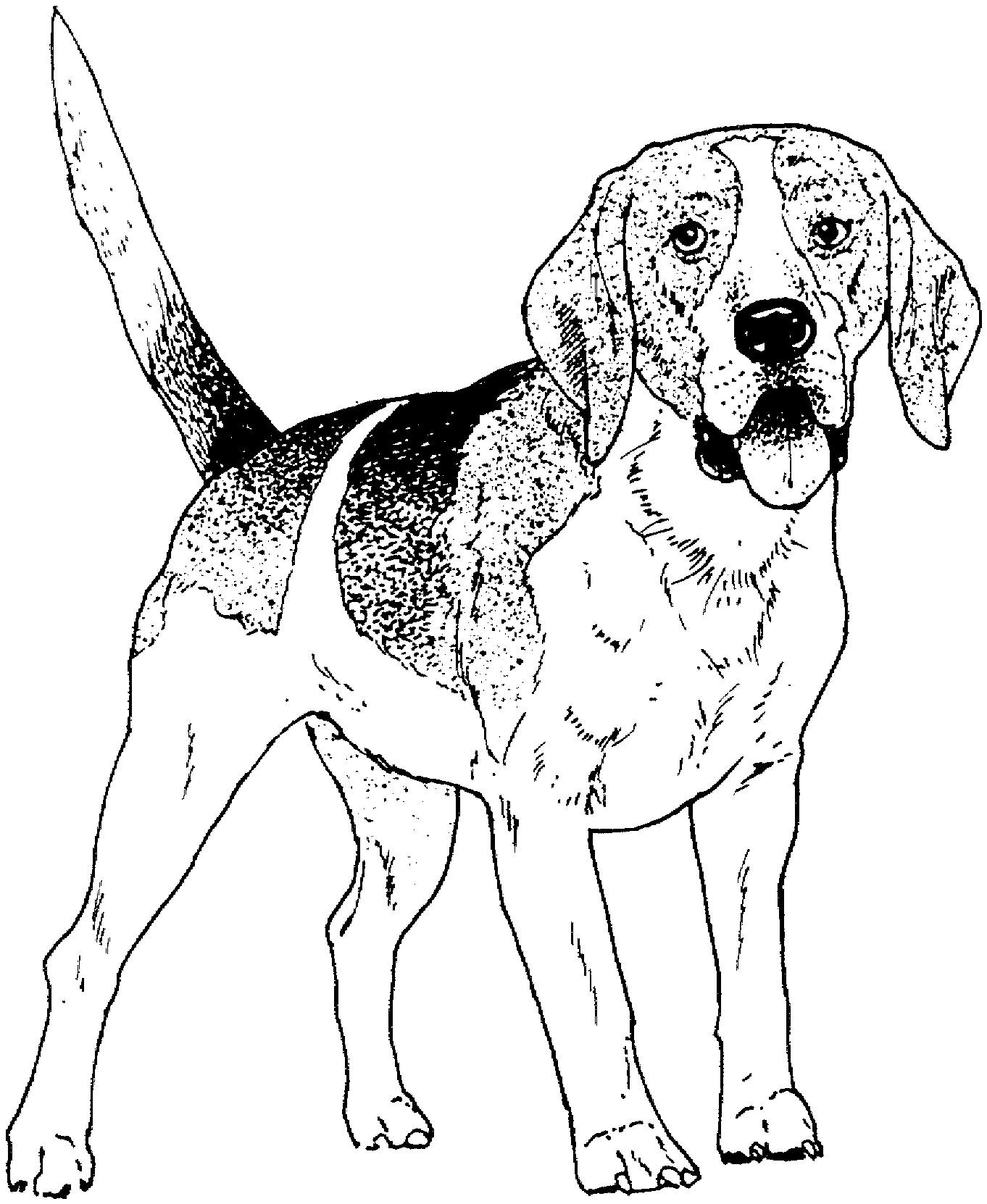 beagle dog coloring pages realistic Coloring4free