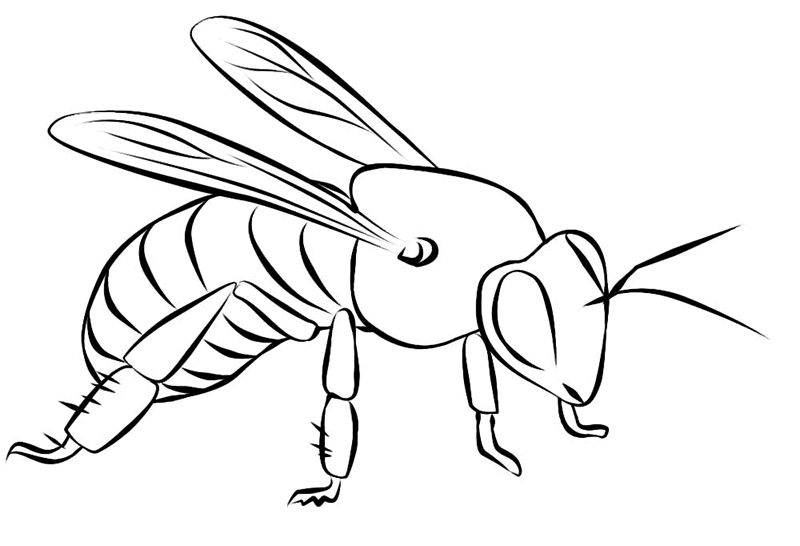 bee coloring pages to print Coloring4free