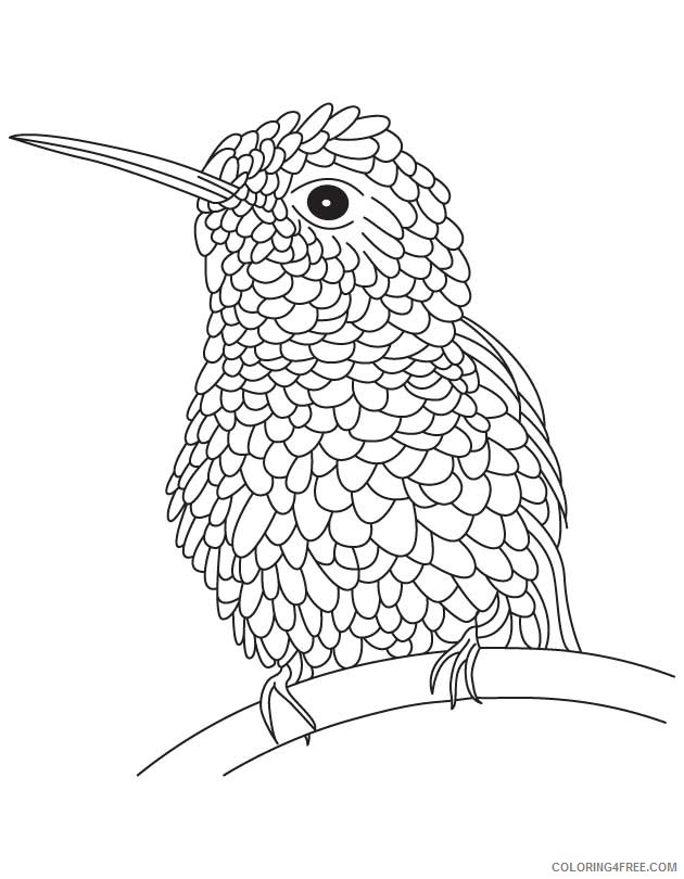bee hummingbird coloring pages Coloring4free