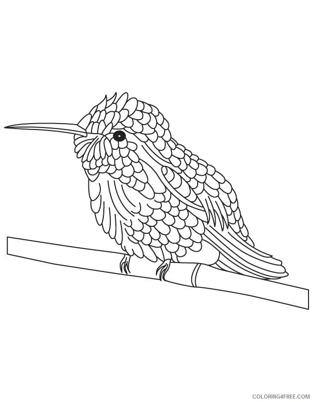 bee hummingbird coloring pages on branch Coloring4free