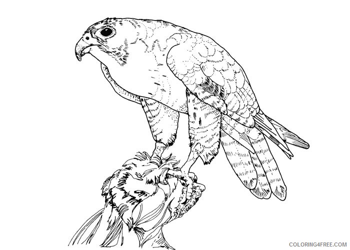 bird coloring pages falcon Coloring4free
