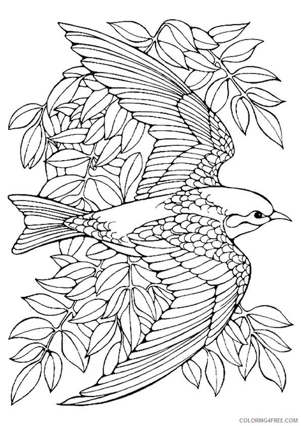 bird coloring pages for adults Coloring4free