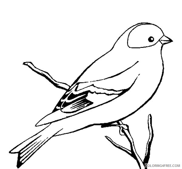 bird coloring pages on branch Coloring4free