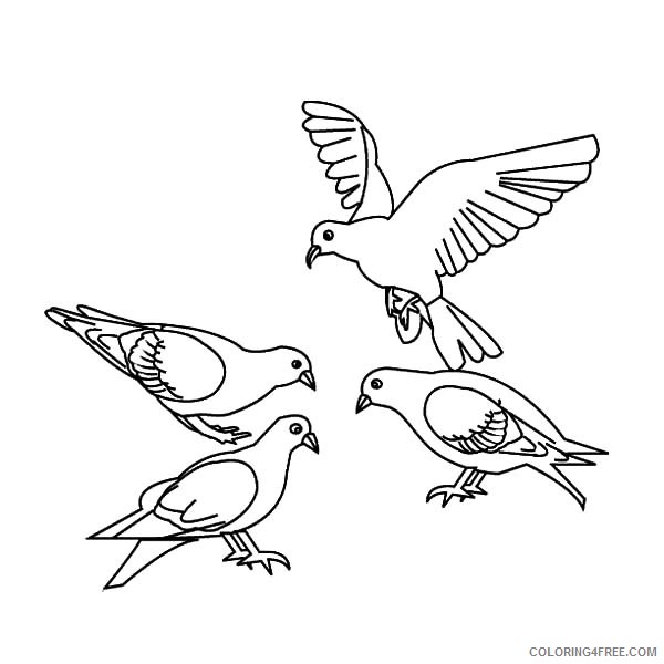 bird coloring pages pigeon Coloring4free