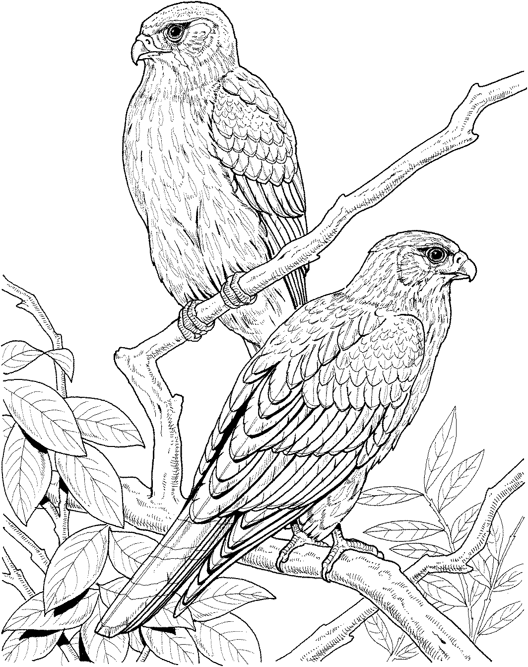 bird coloring pages realistic Coloring4free