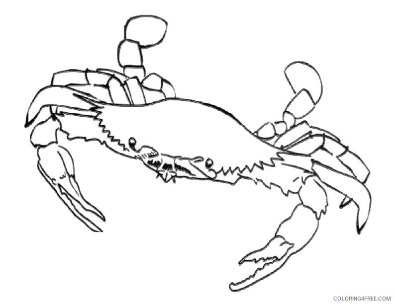 blue crab coloring pages printable Coloring4free