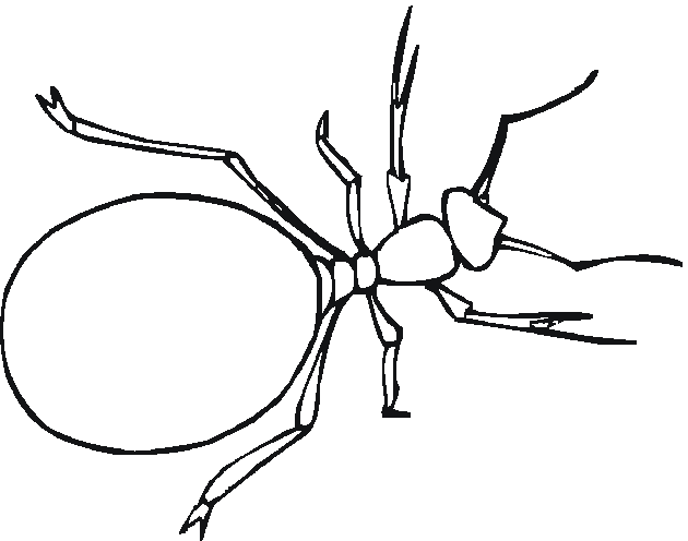 bug coloring pages ant Coloring4free