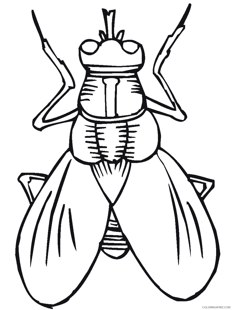 bug coloring pages fly Coloring4free