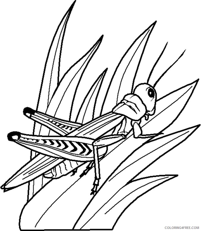 bug coloring pages grasshopper on grass Coloring4free