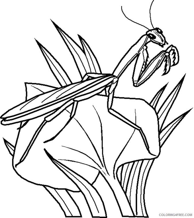 bug coloring pages mantis on leaf Coloring4free