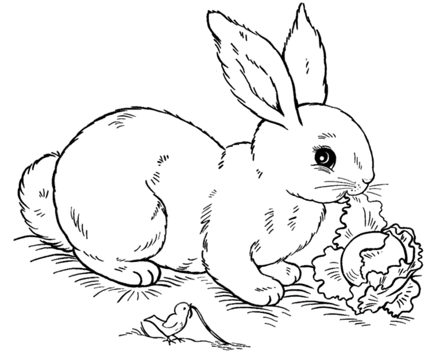 bunny coloring pages eating cabbage Coloring4free