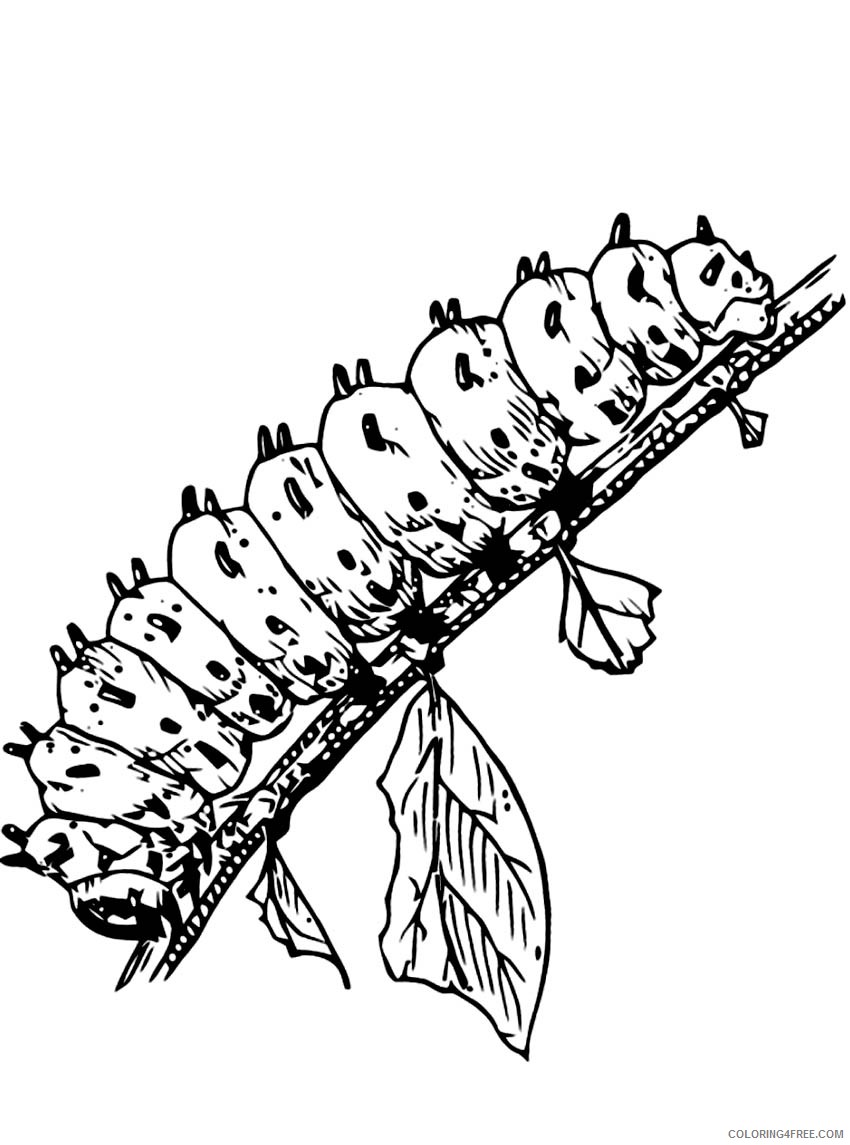 caterpillar coloring pages on branch Coloring4free