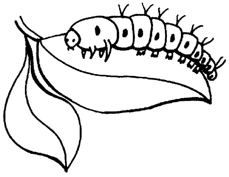 caterpillar coloring pages on leaf Coloring4free