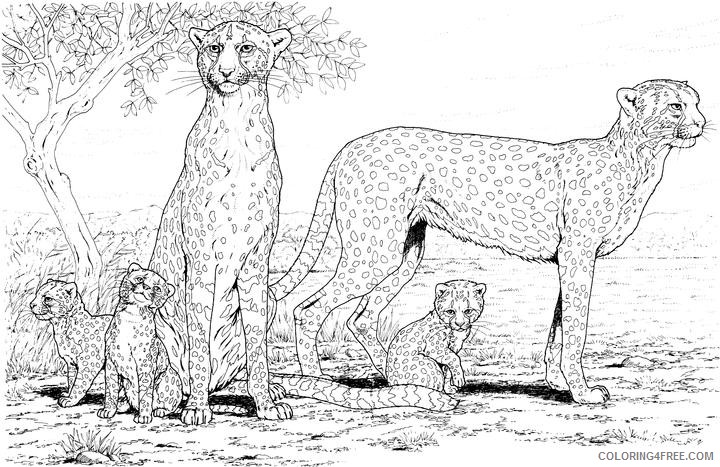 cheetah coloring pages cheetah family Coloring4free
