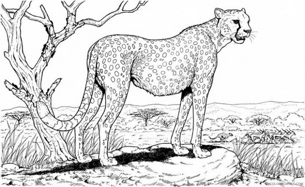 cheetah coloring pages king of savanna Coloring4free