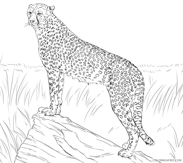 cheetah coloring pages standing Coloring4free