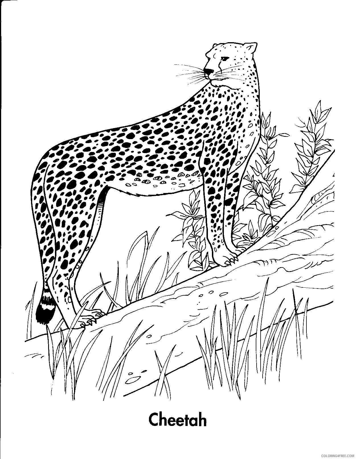 cheetah coloring pages standing on tree Coloring4free