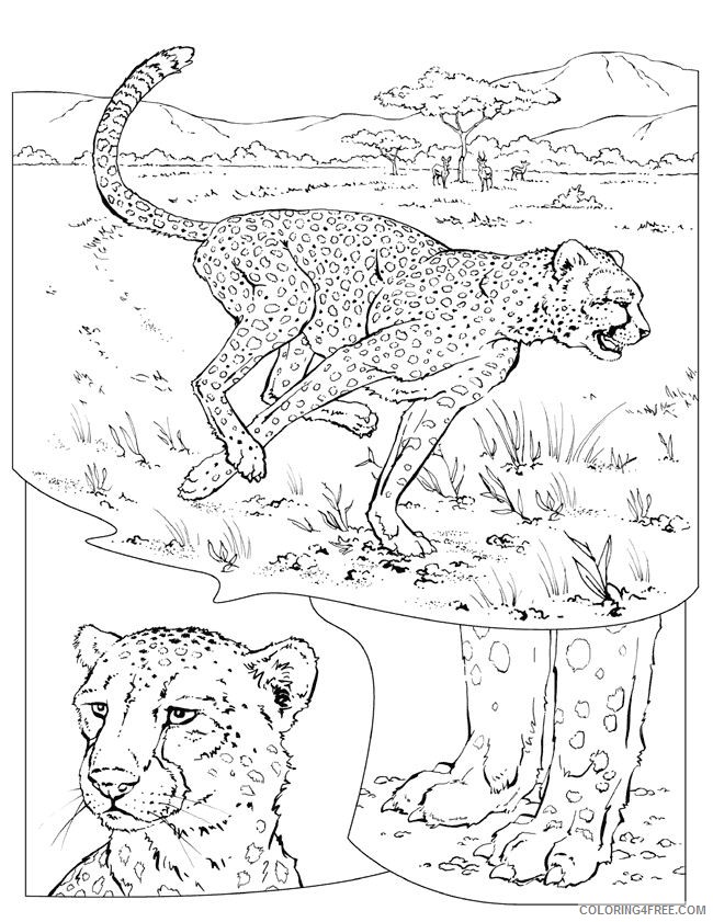 cheetah coloring pages to print Coloring4free