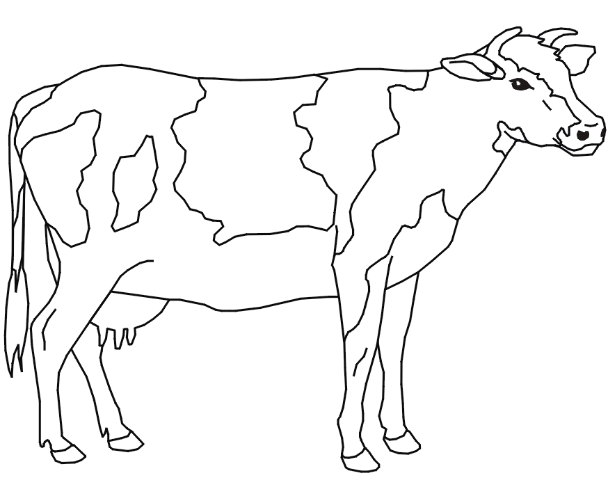 cow coloring pages dairy cow Coloring4free
