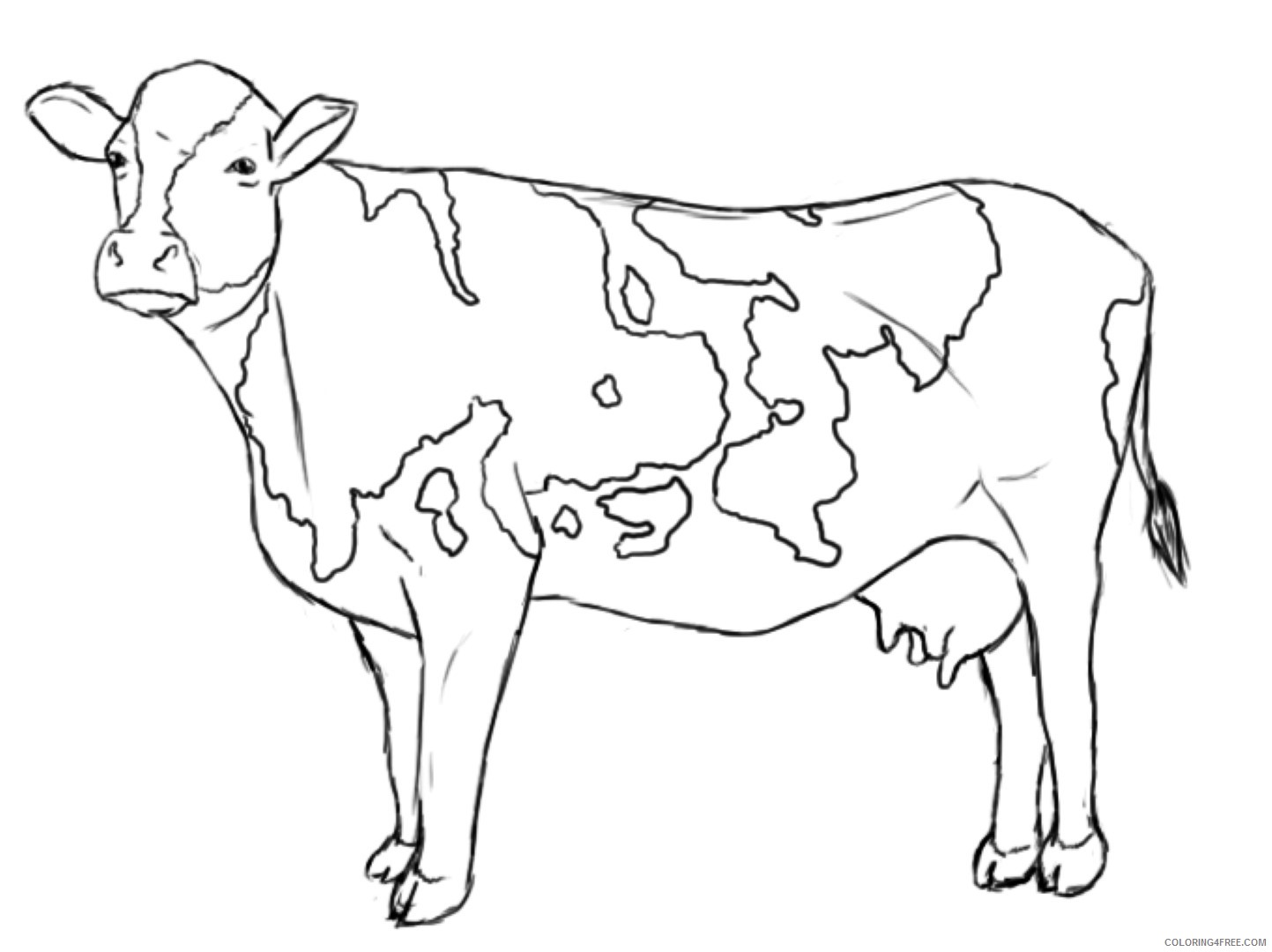 cow coloring pages printable Coloring4free
