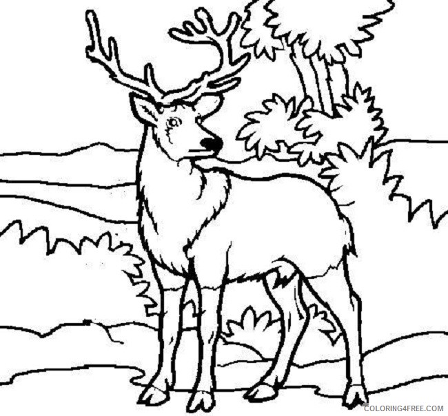 deer coloring pages in the jungle Coloring4free