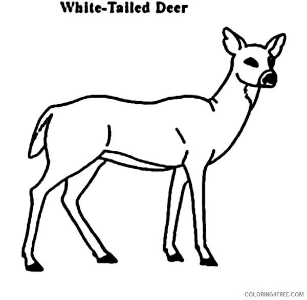 deer coloring pages white tailed Coloring4free