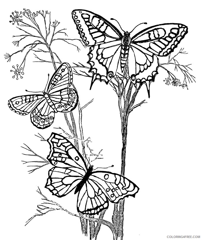 design coloring pages butterflies Coloring4free