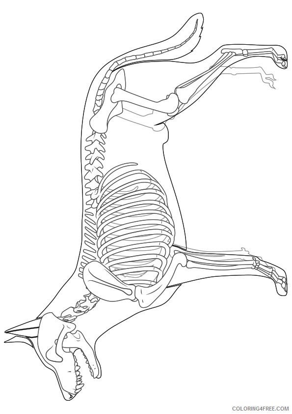 dog skeleton coloring pages Coloring4free