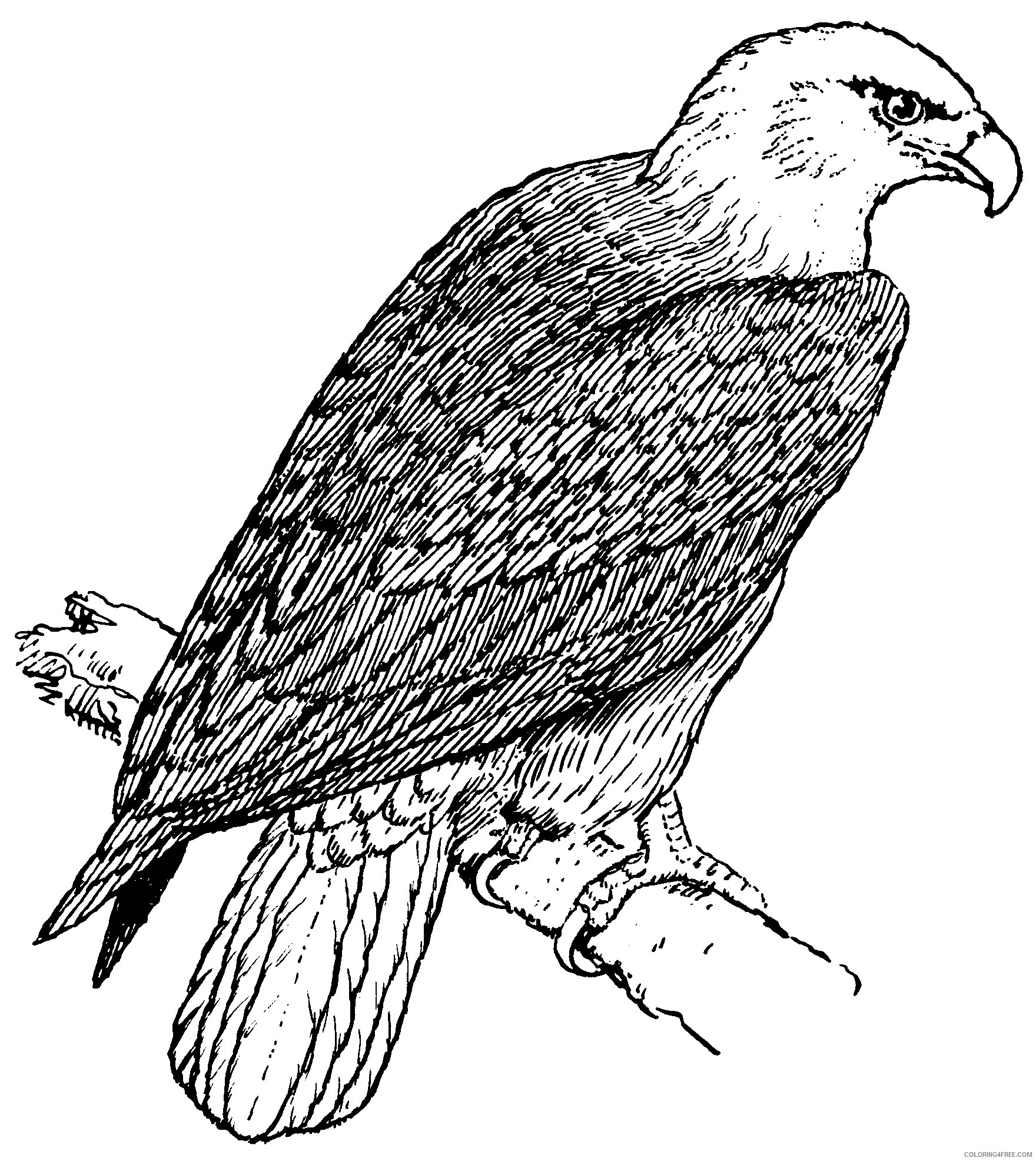 eagle coloring pages perched on branch Coloring4free