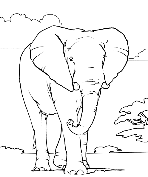 elephant coloring pages to print Coloring4free