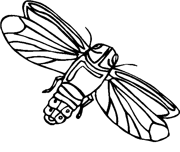 flying insect coloring pages Coloring4free