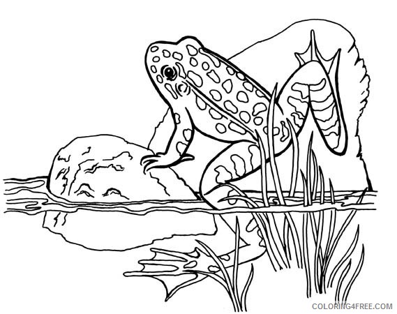 frog coloring pages in pond Coloring4free