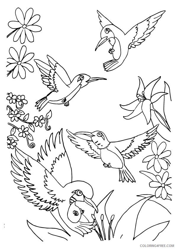 herd of hummingbird coloring pages Coloring4free