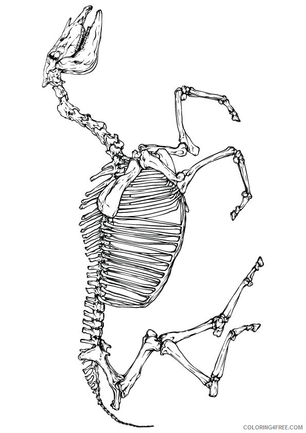 horse skeleton coloring pages Coloring4free