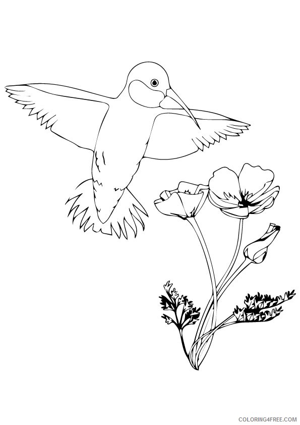 hummingbird coloring pages and flowers Coloring4free