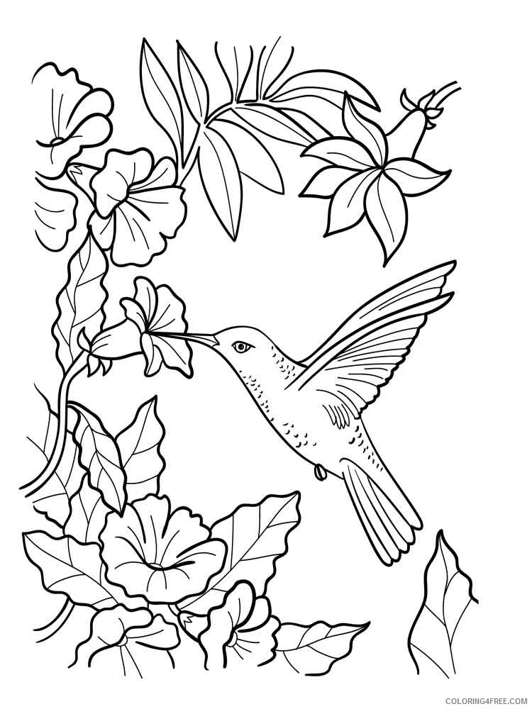 hummingbird coloring pages eating nectar from flowers Coloring4free
