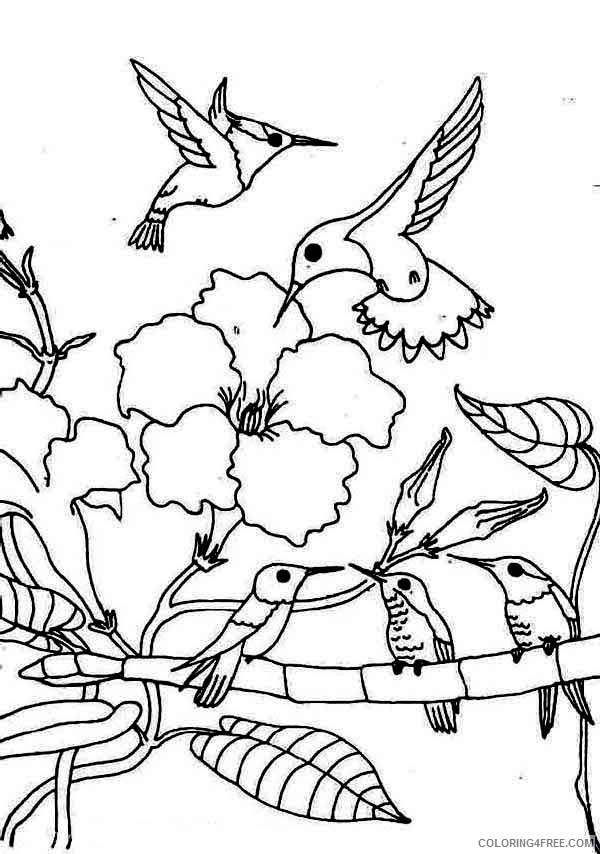 hummingbird coloring pages family Coloring4free