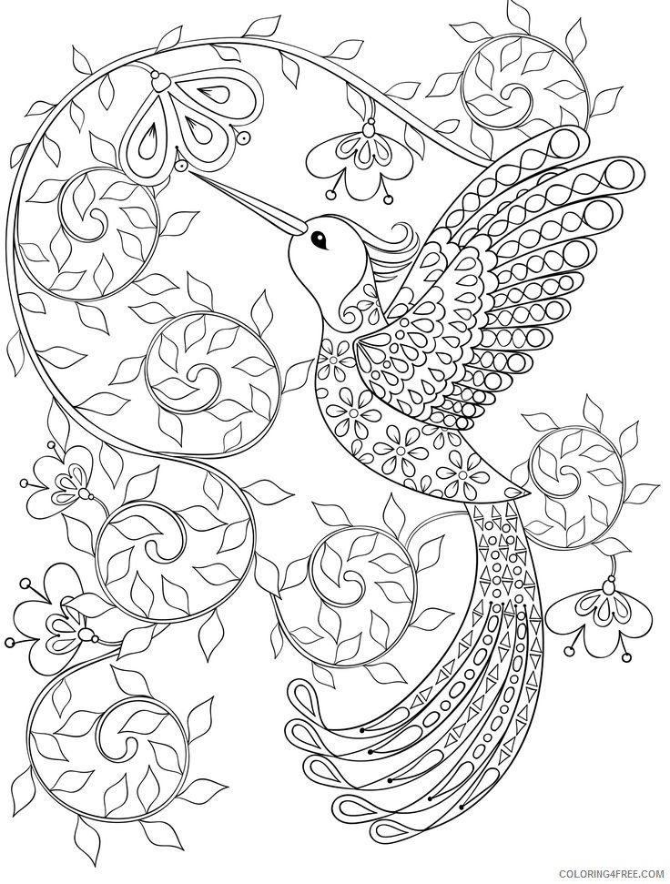 hummingbird coloring pages for adults printable Coloring4free