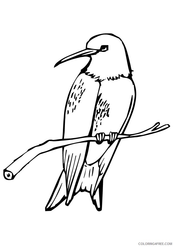 hummingbird coloring pages perched on branch Coloring4free