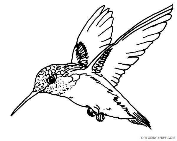 hummingbird coloring pages ruby throated Coloring4free