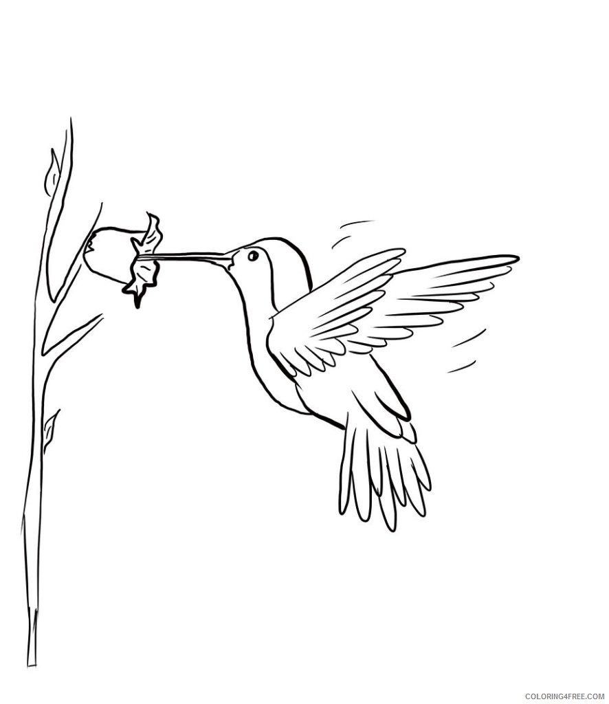 hummingbird coloring pages sipping nectar Coloring4free
