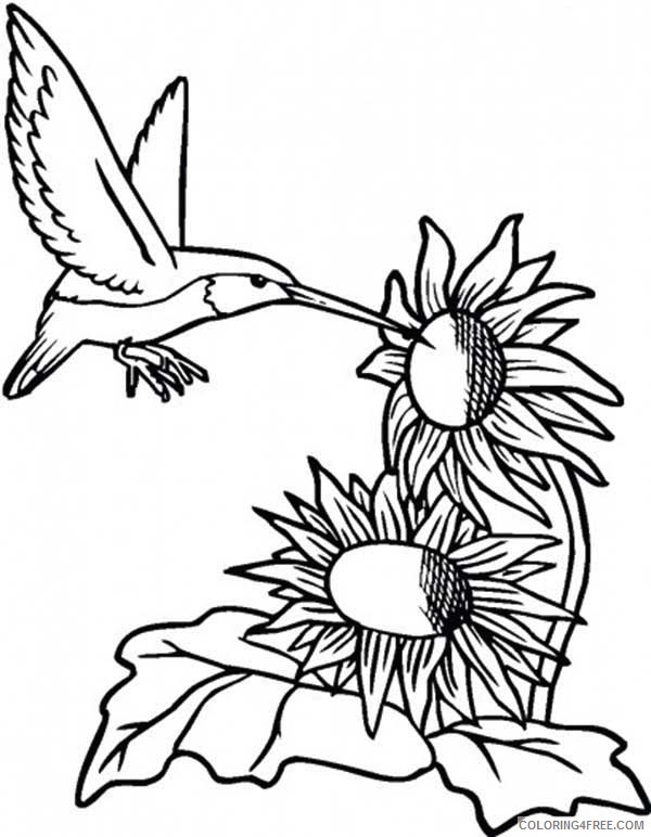 hummingbird coloring pages sunflowers Coloring4free