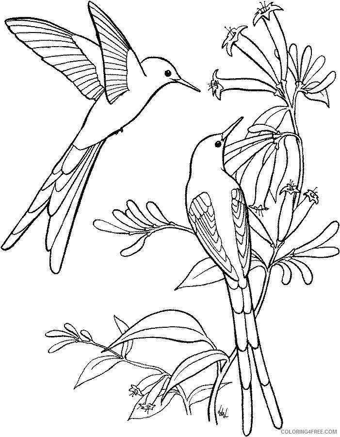 hummingbird coloring pages swallow tail Coloring4free