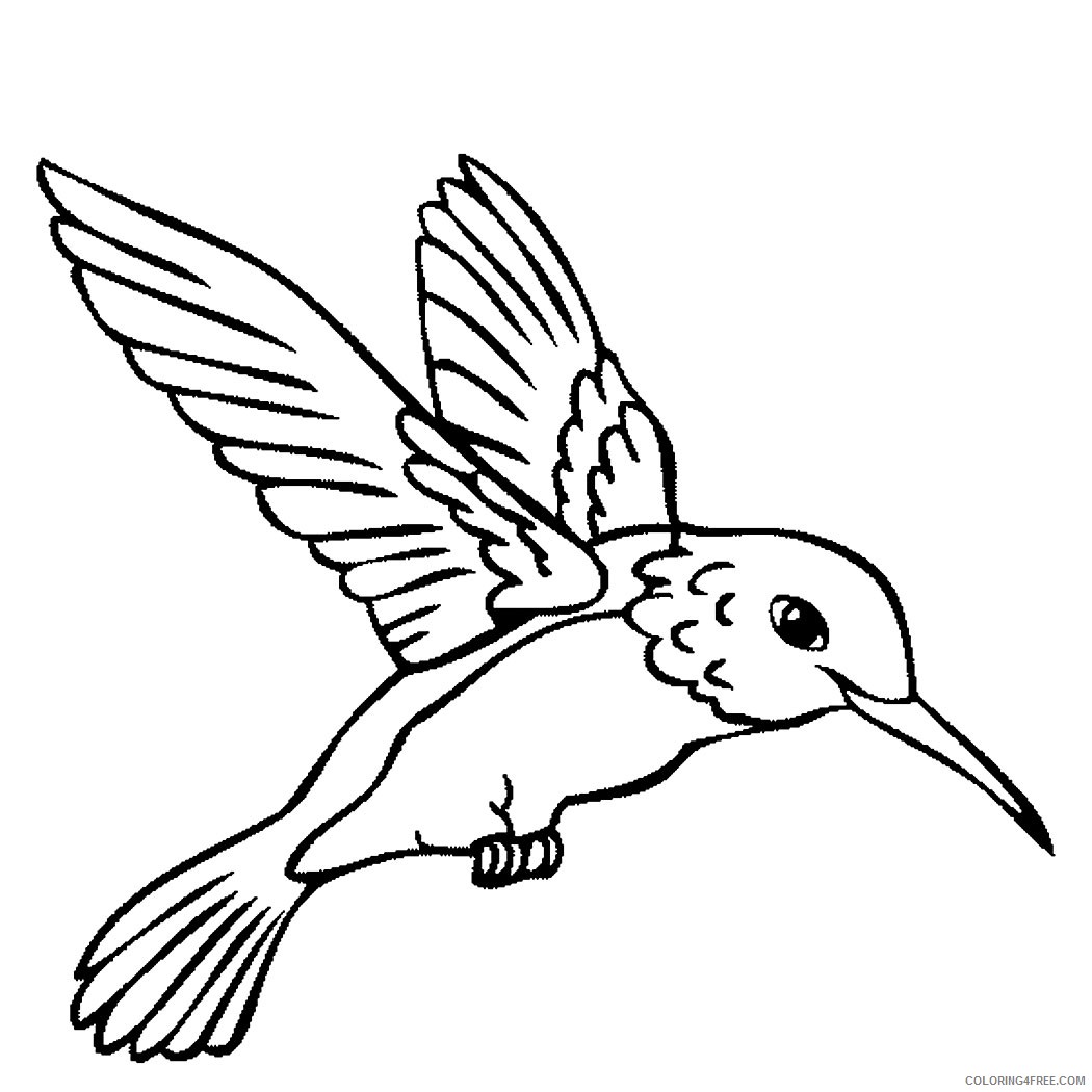 hummingbird coloring pages to print Coloring4free