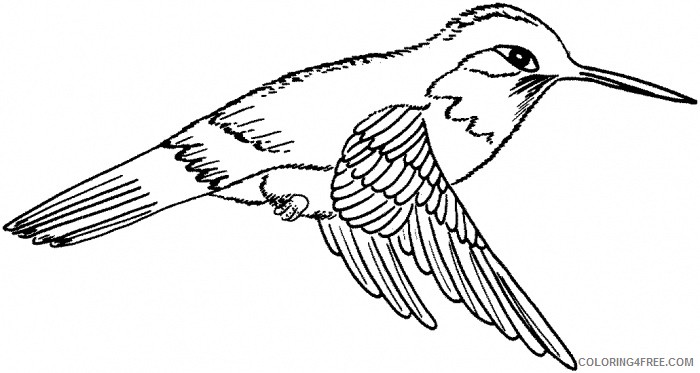hummingbird flying coloring pages Coloring4free