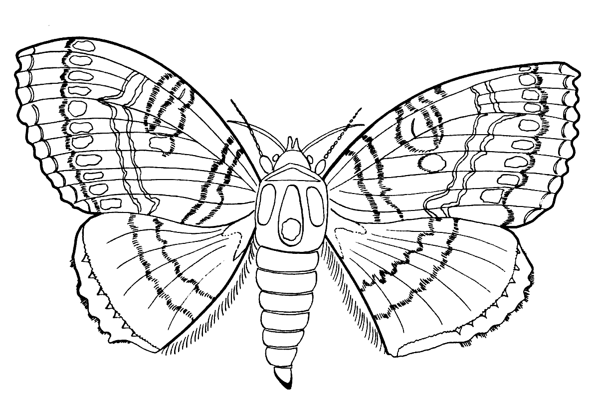 insect coloring pages giant butterfly Coloring4free