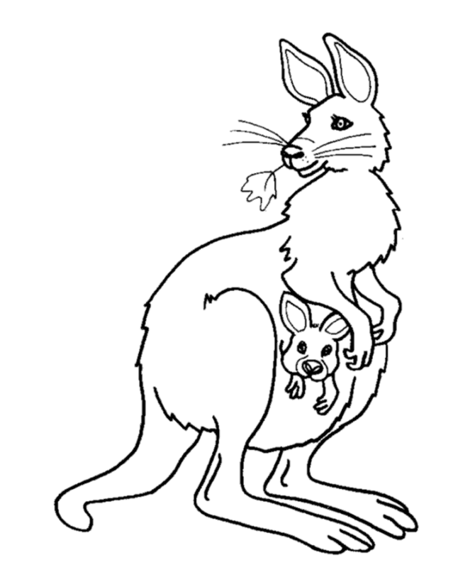 kangaroo coloring pages with baby in pouch Coloring4free